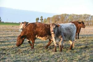 koe begrazing in pampa platteland, la pampa, Argentinië. foto