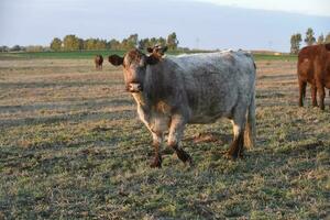 koe begrazing in pampa platteland, la pampa, Argentinië. foto