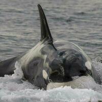 moordenaar walvis jacht- zee leeuwen, Patagonië, Argentinië. foto