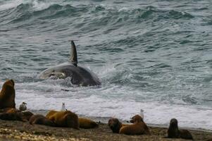 moordenaar walvis jacht- zee leeuwen, schiereiland valdes, Patagonië Argentinië foto