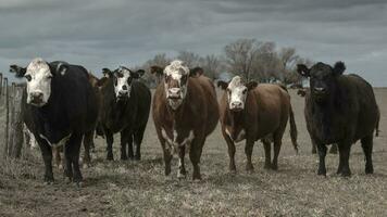 koeien gevoed met natuurlijk gras in pampa platteland, Patagonië, Argentinië. foto