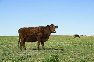 vee begrazing in pampa platteland, la pampa, Argentinië. foto