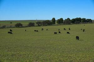 vee begrazing in pampa platteland, la pampa, Argentinië. foto