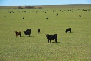 vee begrazing in pampa platteland, la pampa, Argentinië. foto