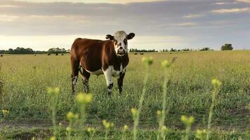 vee in pampa platteland, la pampa, Argentinië. foto