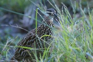 gemeenschappelijk kwartel, coturnix coturnix, kruger nationaal park, zuiden Afrika foto