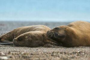 vrouwtjes zee leeuw, rustend Aan de strand, schiereiland valdes, Patagonië foto