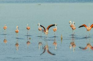 kudde van flamingo's in een zout lagune, Patagonië, Argentinië foto