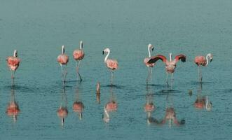 kudde van roze flamingo's in een zout lagune, Patagonië, Argentinië foto