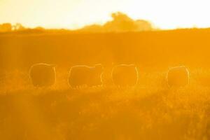 schapen in landelijk zonsondergang landschap, patagonië, argentinië foto