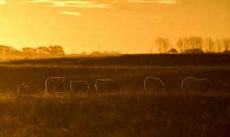 schapen in landelijk zonsondergang landschap, patagonië, argentinië foto