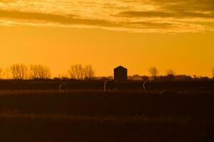 schapen in landelijk zonsondergang landschap, patagonië, argentinië foto