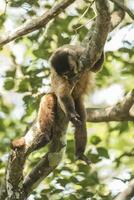 bruin gestreept getuft kapucijner aap, amazone oerwoud, Brazilië foto