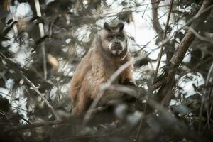 bruin gestreept getuft kapucijner aap,pantanal,brazilië foto