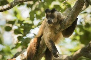 bruin gestreept getuft kapucijner aap,pantanal,brazilië foto