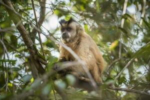 bruin gestreept getuft kapucijner aap,pantanal,brazilië foto