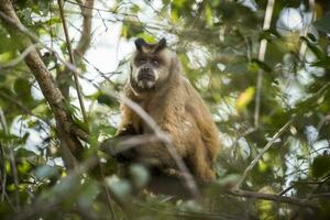 bruin gestreept getuft kapucijner aap,pantanal,brazilië foto