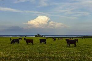 ossen en vaarzen verheven met natuurlijk gras, Argentijns vlees productie foto