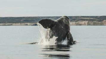 walvis jumping aan de overkant de kust van puerto madryn, Patagonië, Argentinië foto