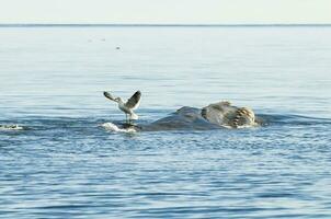 zeemeeuw stekend de terug van een walvis, schiereiland valdes, Patagonië, Argentinië foto