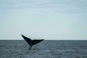 zuidelijk Rechtsaf walvis bedreigd, Argentinië foto