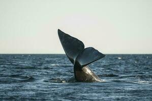 zuidelijk Rechtsaf walvis bedreigd, Argentinië foto