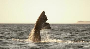 zuidelijk Rechtsaf walvis bedreigd, Argentinië foto