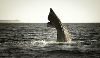 zuidelijk Rechtsaf walvis bedreigd, Argentinië foto