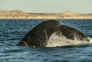 zuidelijk Rechtsaf walvis bedreigd, Argentinië foto