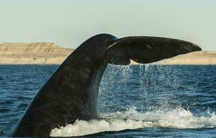 zuidelijk Rechtsaf walvis bedreigd, Argentinië foto