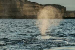 zuidelijk Rechtsaf walvis bedreigd, Argentinië foto