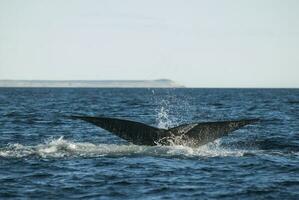 zuidelijk Rechtsaf walvis bedreigd, Argentinië foto