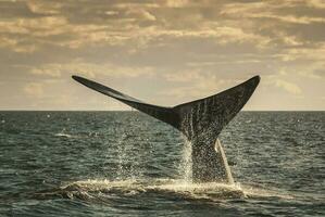 zuidelijk Rechtsaf walvis bedreigd, Argentinië foto