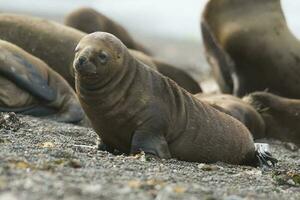 zee leeuw baby, Patagonië, Argentinië foto