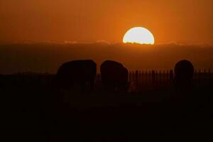 koeien silhouetten grazen, la pampa, Patagonië, Argentinië. foto