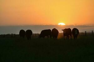 koeien silhouetten grazen, la pampa, Patagonië, Argentinië. foto