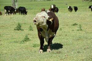 stier verheven met natuurlijk gras, Argentijns vlees productie foto