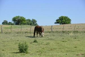 stier verheven met natuurlijk gras, Argentijns vlees productie foto