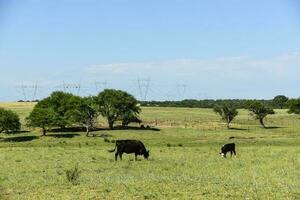 vee in Argentijns platteland, la pampa provincie, Argentinië. foto