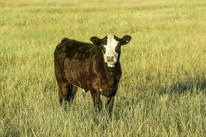 , Argentijns platteland, la pampa provincie, Argentinië. foto