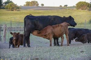 vee en kalf zuigen, Argentijns platteland, la pampa provincie, Argentinië. foto