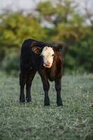 vee en kalf zuigen, Argentijns platteland, la pampa provincie, Argentinië. foto