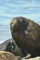 mannetje zee leeuw , Patagonië, Argentinië foto