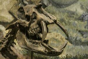 fossiel schedel van uitgestorven atrapotherium magnum, Patagonië, Argentinië. foto