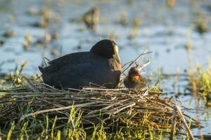 wit gevleugeld koet in haar nest met kuikens, la pampa, Argentinië foto