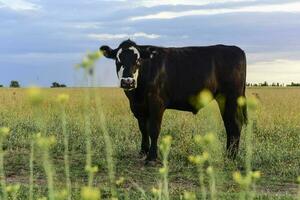 vee in Argentijns platteland, la pampa provincie, Argentinië. foto