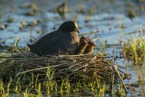 wit gevleugeld koet in haar nest met kuikens, la pampa, Argentinië foto