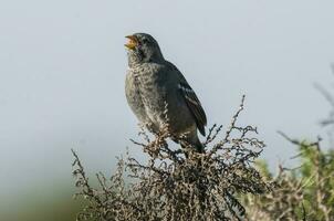 koolzuurhoudend Sierra vink, Argentijns endemisch specie, Patagonië, Argentinië foto