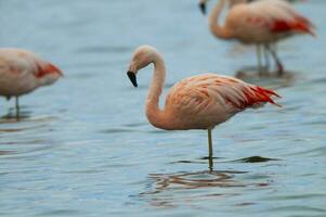 flamingo's kudde in een lagune, la pampa provincie,patagonië, Argentinië. foto
