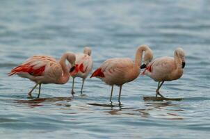 flamingo's kudde in een lagune, la pampa provincie,patagonië, Argentinië. foto